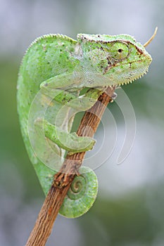 Motionless green chameleon