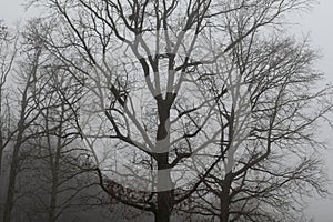 Motionless Winter Trees Enveloped in the Silent Morning Fog