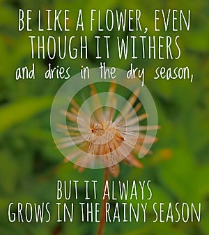 Motivation quote - be like a flower, even though it withers and dries in the dry season, it always grows in the rainy season photo