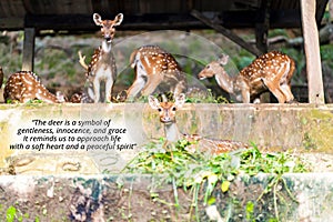 Motivational quote - The deer is a symbol of gentleness, innocence, and grace.