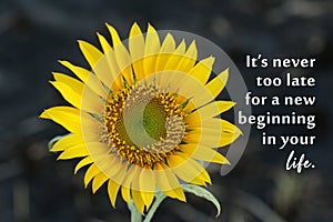 Motivational quote - It is never too late for a new beginning in your life. Hope inspirational words concept with sunflower plant