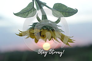 Motivational words - Stay strong. With the sun and sunflower at sunset sunrise background. Strength inspirational quote concept.