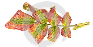 Motley autumn leaf of rose isolated on white background