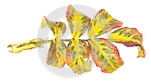 Motley autumn leaf of rose isolated on white background