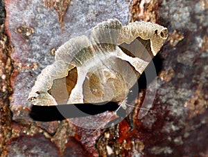 Motley beautiful moth Dysgonia algira feeds on tree sap close-up macro in nature, mimicry, noctuidae