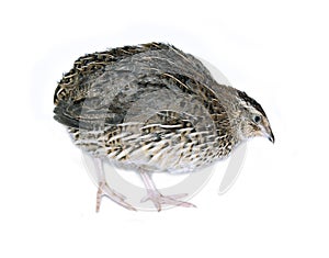 Motley big quail isolated