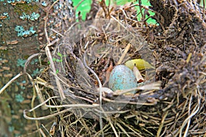 A motley blue egg in a nest on a tree.