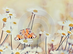 Motley bright butterflies peacock eyeon on white camomile flowerson a summer meadow. Moods of summer.  Artistic tender photo.