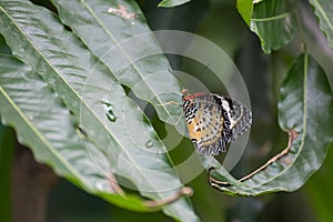 Motley butterfly on a leaf