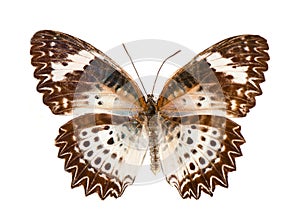 Motley butterfly on a white background