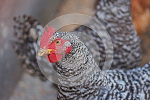 Motley chicken in nature. Pockmarked farm hen photo