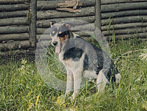 The motley dog yawns sits on a green grass at a fence