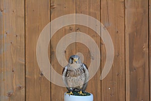 The motley falcon sits on a perch in the Zleby castle in the Czech Republic