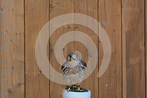 The motley falcon sits on a perch in the Zleby castle in the Czech Republic