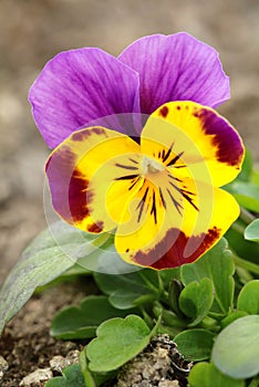 Motley garden pansy flower Viola Ã— wittrockiana