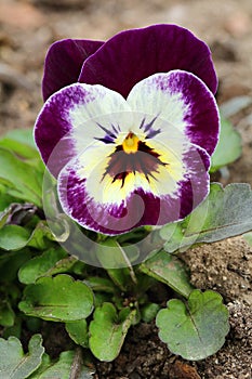 Motley garden pansy flower Viola Ã— wittrockiana