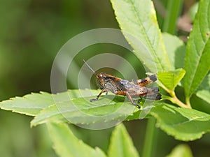 Motley grasshopper on a green leaf