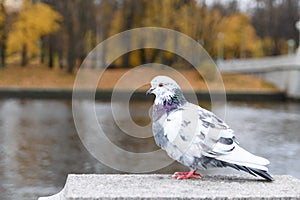 Motley grey and white pigeon is sitting on the marble pedestal of the embankment of the river. Cloudy autumn day. Trees with