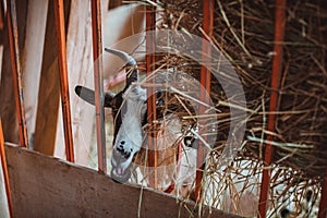 A motley horned goat looks through the grate of the pen. Keeping animals on the farm. Contact zoo