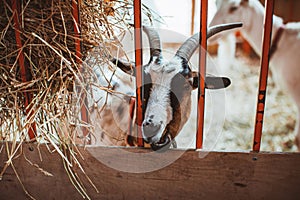 A motley horned goat looks through the grate of the pen. Keeping animals on the farm. Contact zoo