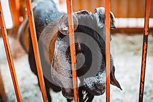 A motley horned goat looks through the grate of the pen. Keeping animals on the farm. Contact zoo