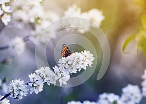 Motley orange a small butterfly sits on branches with fluffy fragrant flowers and buds of a bush blossoming in May Plomo sunny photo