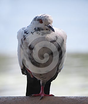 Motley pigeon on a crossbar