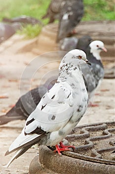 Motley pigeons sits on the fence on the street