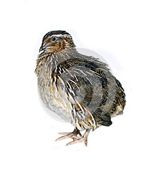 Motley quail isolated