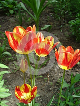 Motley red-yellow tulips in the spring flowerbed