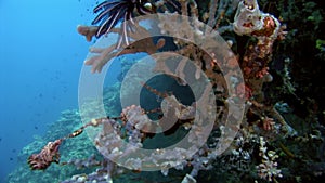 Motley Sea lily Crinoidea class of echinoderms underwater on seabed in Maldives.