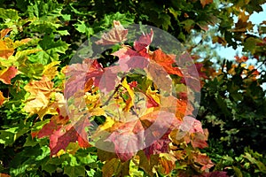 Dense vegetation on maple tree with many colorful leaves in the fall season on bright sunny day close up view