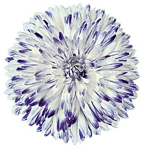 Motley white-purple-blue flower dahlia isolated on white background. For design. Closeup. Clearer focus.