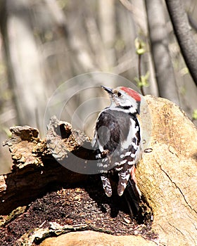 The motley woodpecker sits on a snag