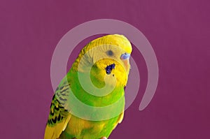 Motley yellow-green budgerig parrot closeup