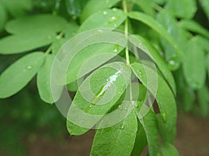 Motning dew water drop on a green leaf