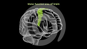 Motor function area of human brain