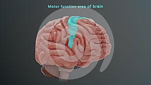 Motor function area of human brain