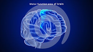 Motor function area of human brain