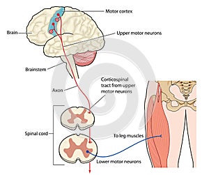 Motor nerves from leg to motor cortex