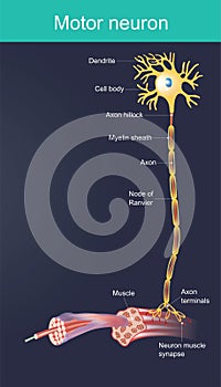 Motor neuron. Anatomy cell Illustration.