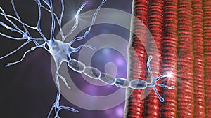 Motor neuron connecting to muscle fiber, 3D illustration