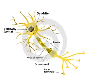 Motor neuron, detailed and accurate, labeled