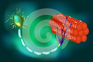 Motor Neuron Function.