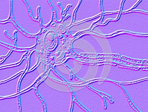 A motor neuron structure, illustration