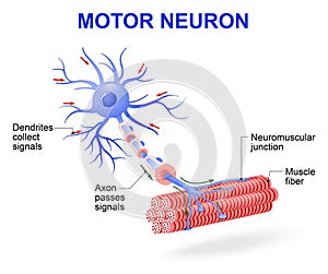 Motor neuron. Vector diagram