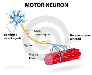 Neurona. 