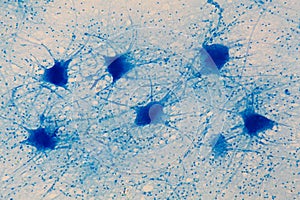 Motor Neurons under the microscope photo