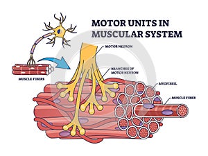 Motor units in muscular system with fibers neuron anatomy outline diagram photo