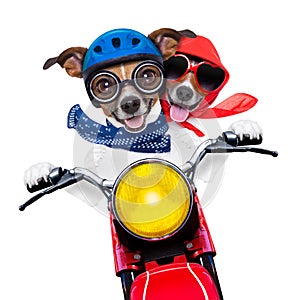 Motorbike couple of dogs